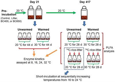 Contrasting effects of maize litter and litter-derived biochar on the temperature sensitivity of paddy soil organic matter decomposition